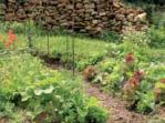 jardin-agroecologique.jpg
