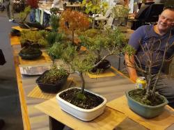 L univers des bonsai