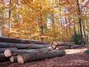 la-foret.jpg