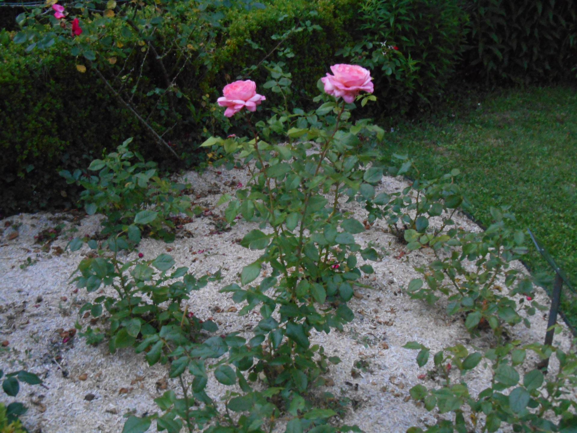 La rose Jean de La Fontaine