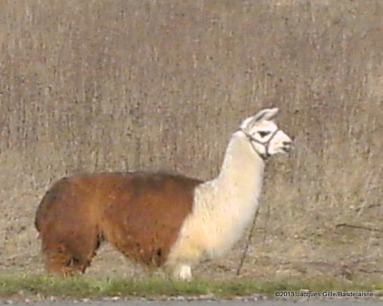lama.jpg