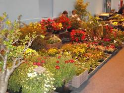 Le coin des fleurs