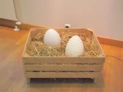 Les oeufs