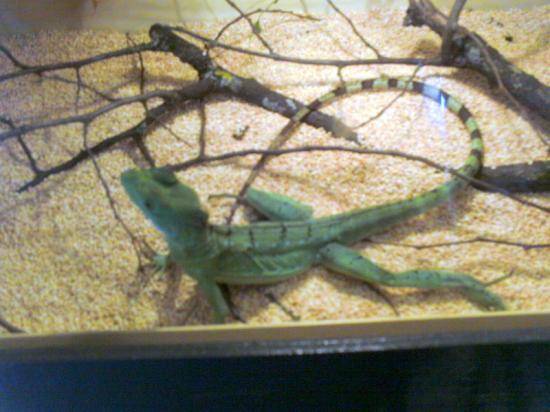 lezard.jpg