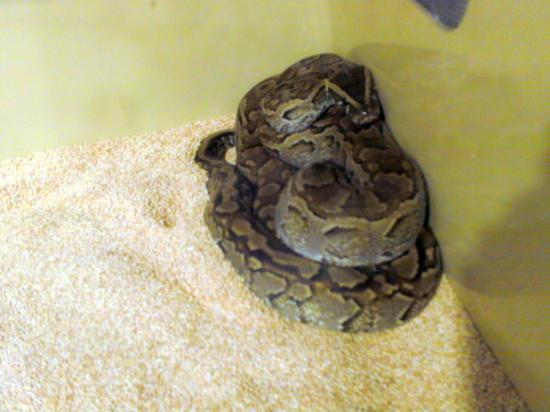 serpent.jpg