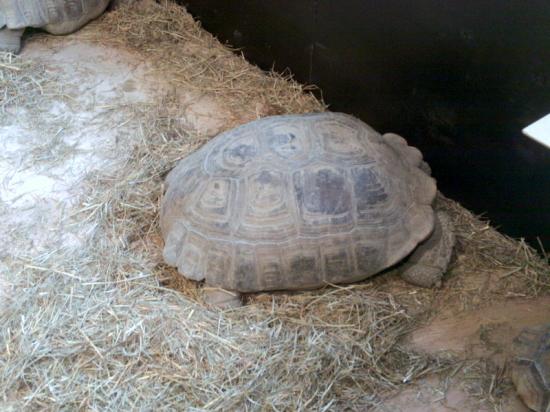 tortue.jpg