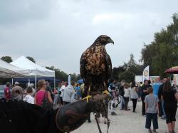 Un aigle