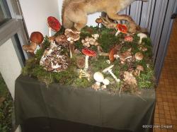 verdilly-expo-de-champignons-1-001.jpg