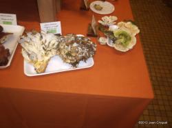verdilly-expo-de-champignons-5-001.jpg
